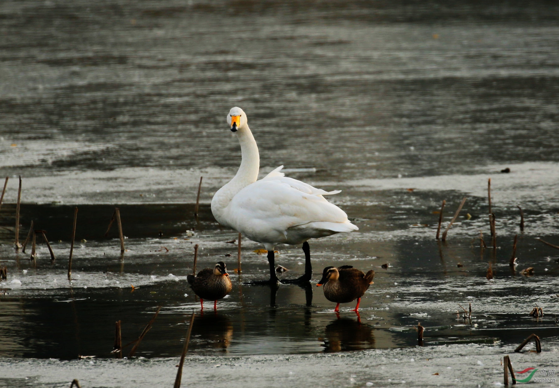 白天鹅与丑小鸭