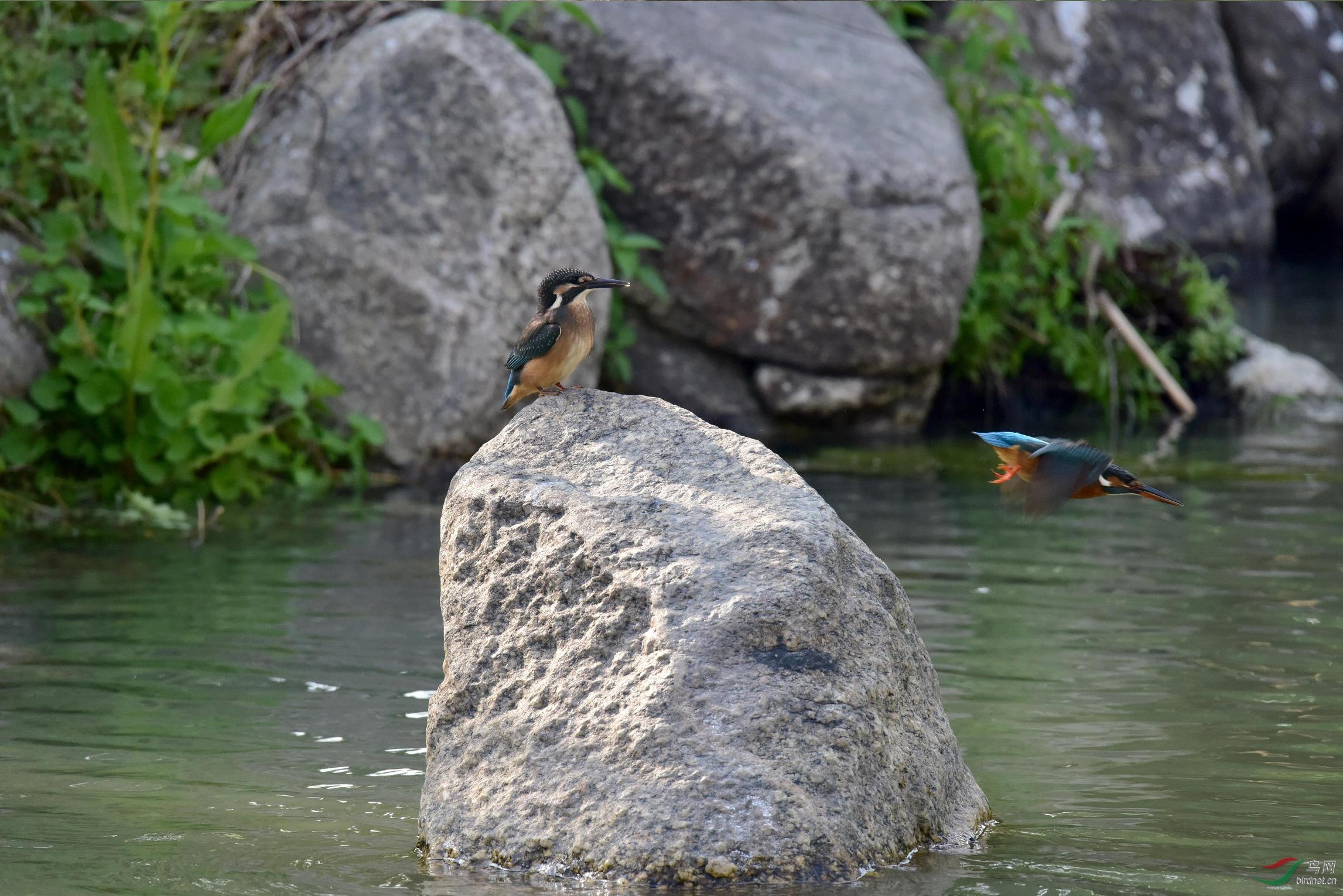 DSC_0550.JPG