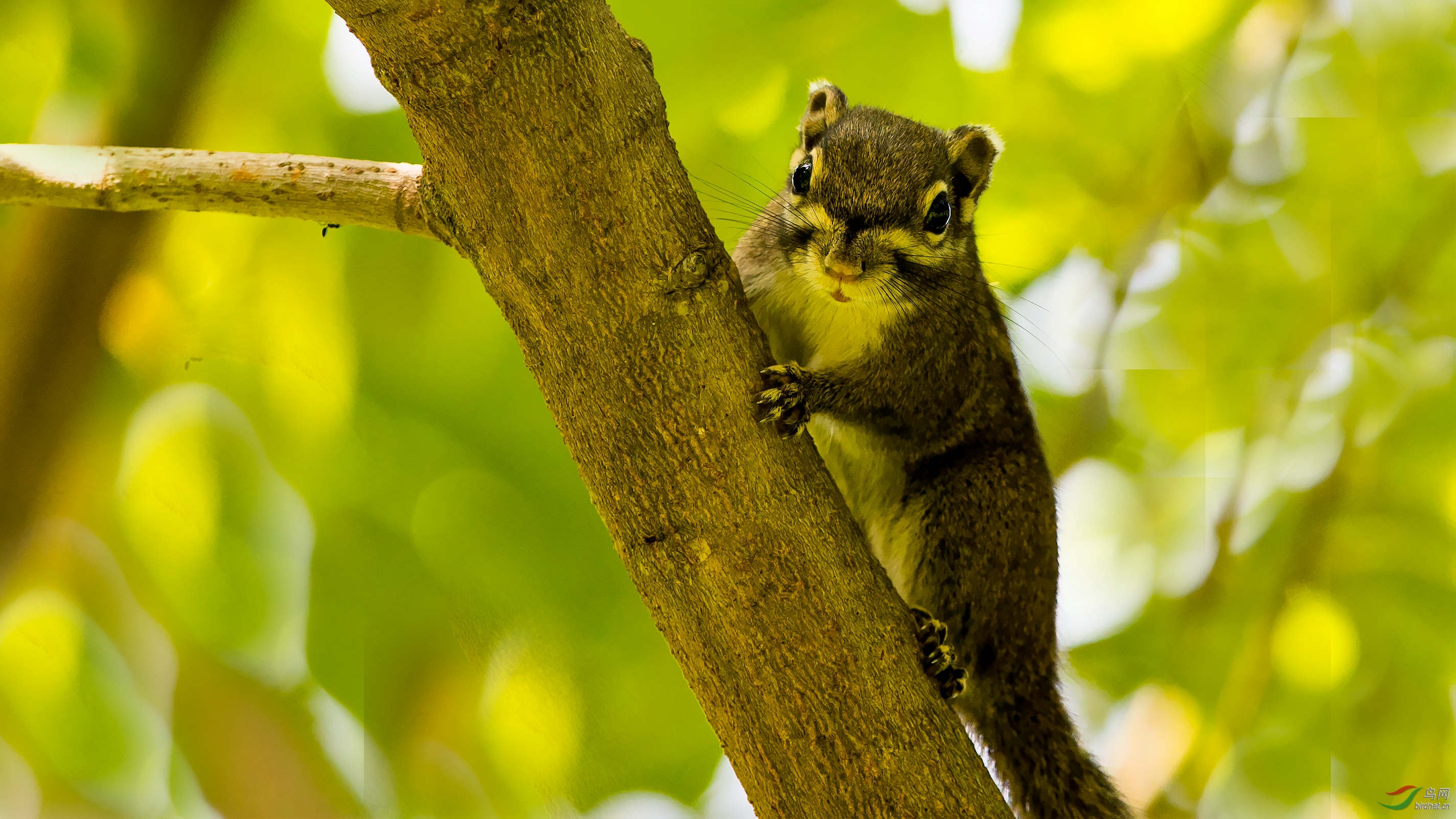 论坛 69 主题区 69 野生动物版 69 松鼠
