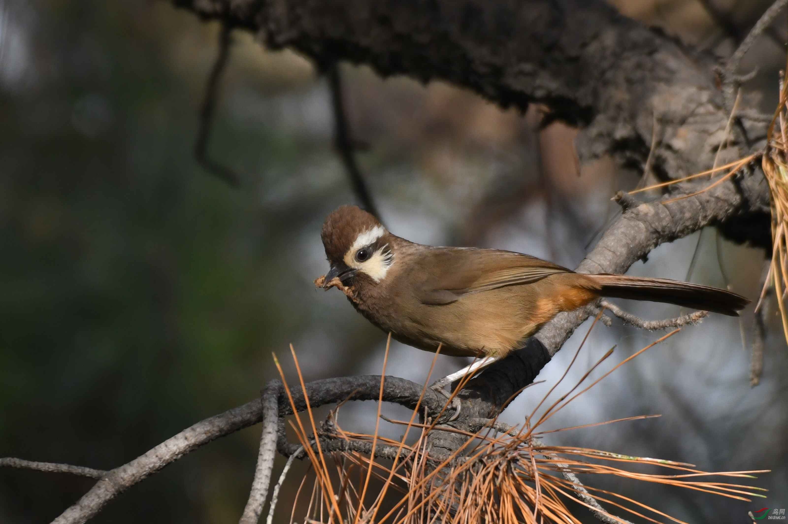 白颊噪鹛 - 陕西版 shanxi鸟网