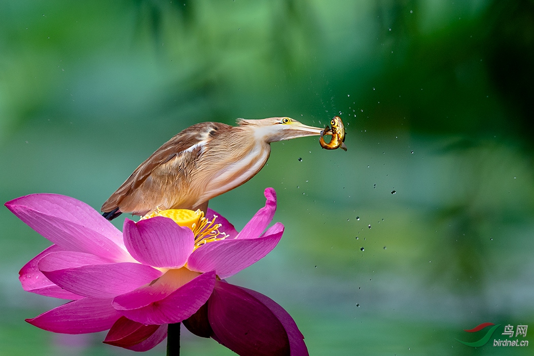 花鸟鱼虫皆自然