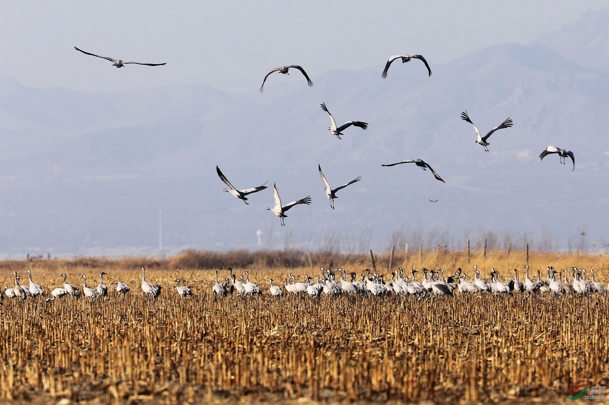 北京:千只灰鹤在野鸭湖越冬