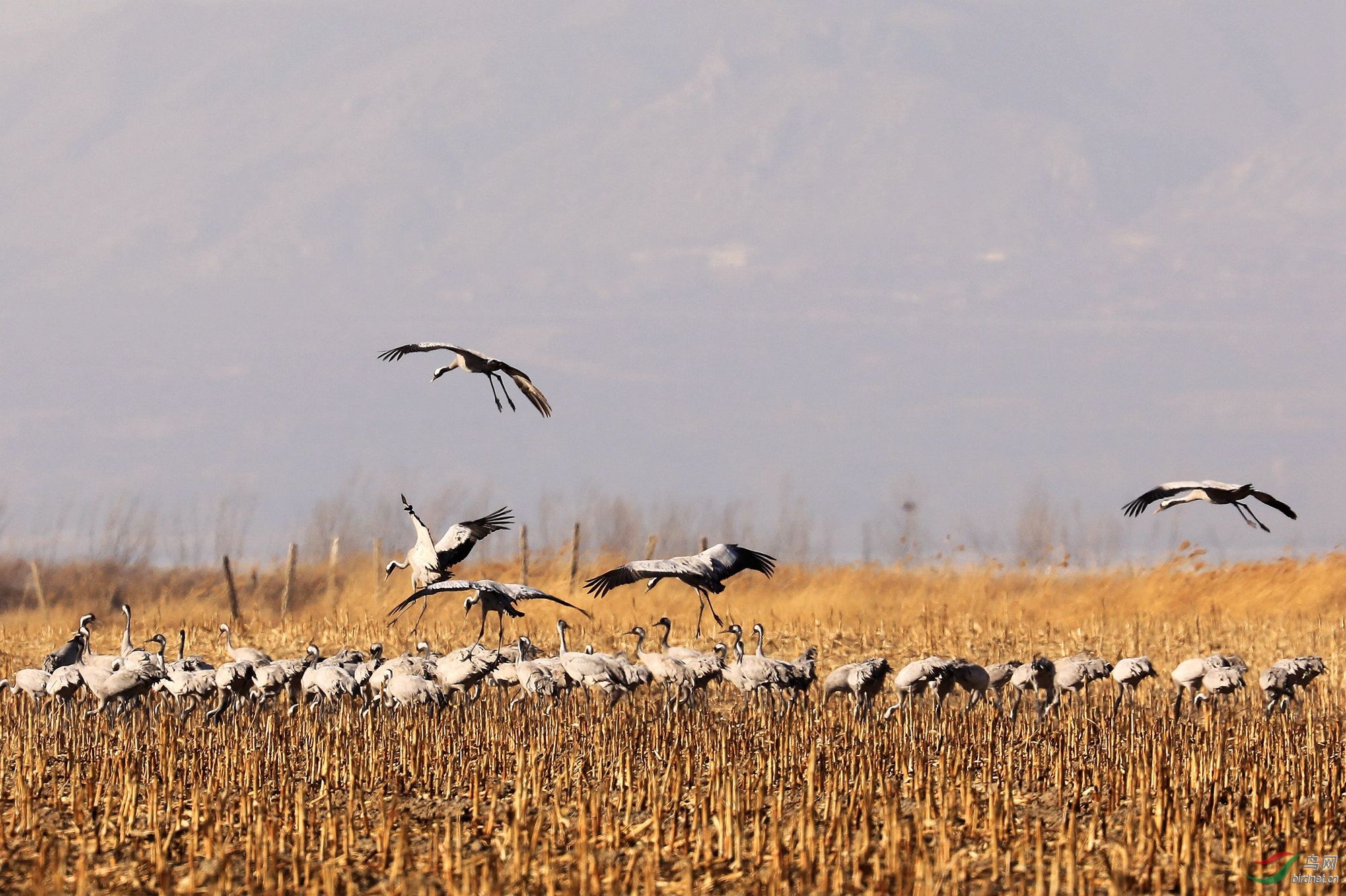 北京:千只灰鹤在野鸭湖越冬