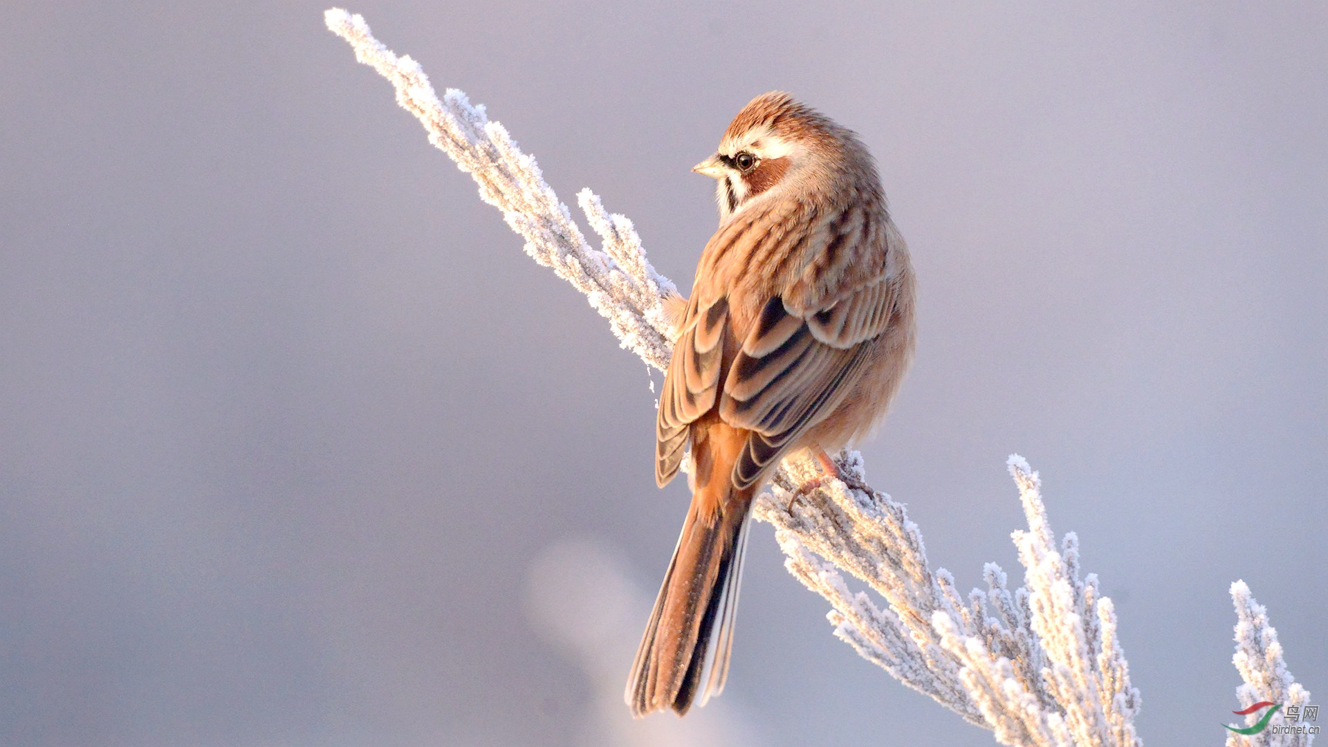 冬至雾凇鸟儿