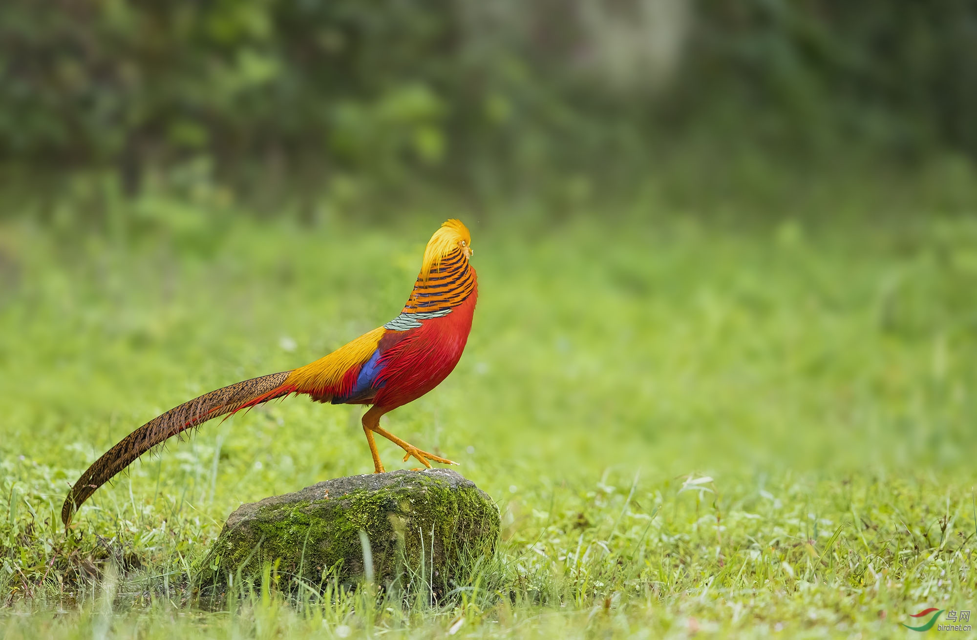 红腹锦鸡