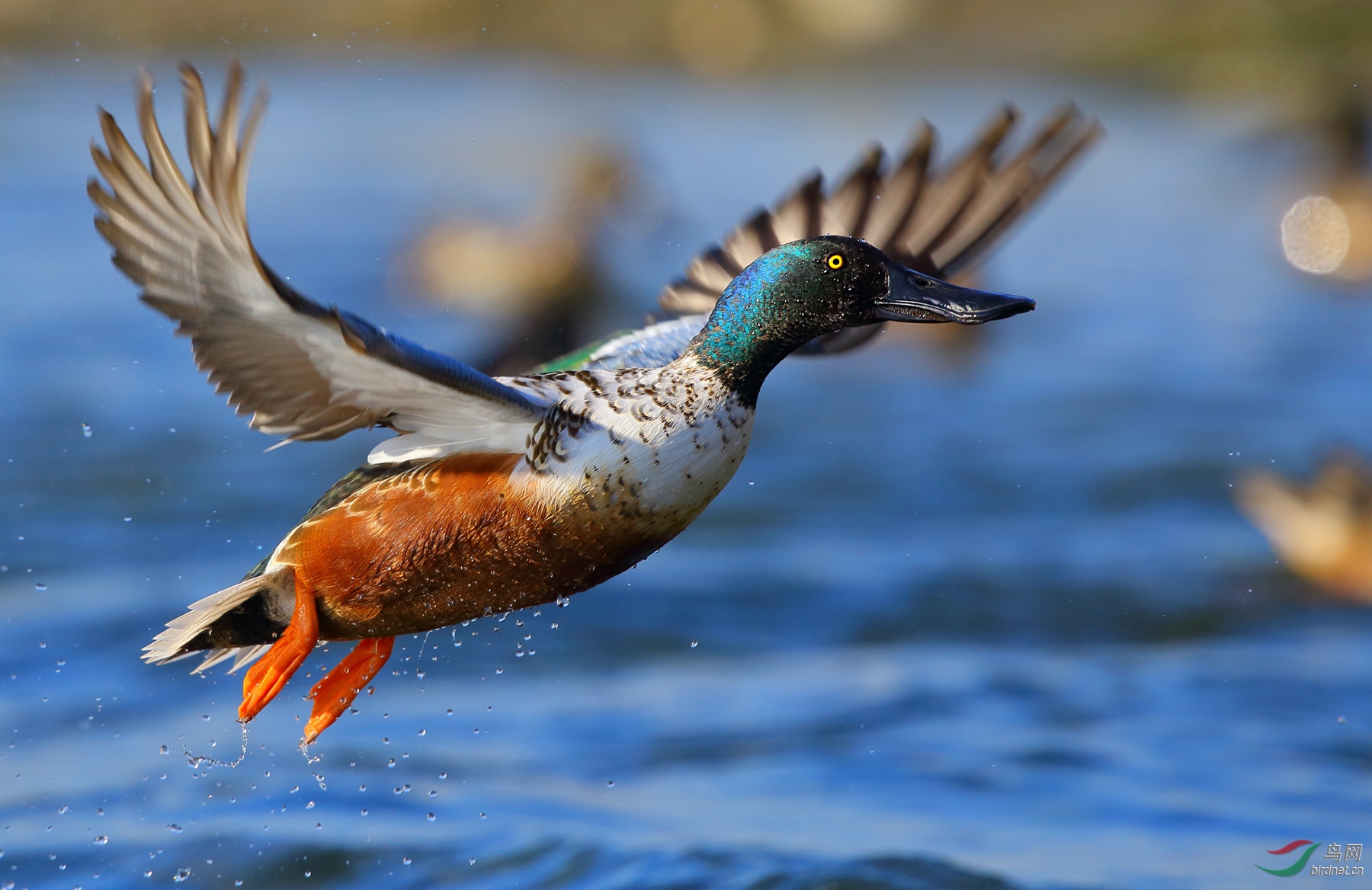 碧海飞鸭