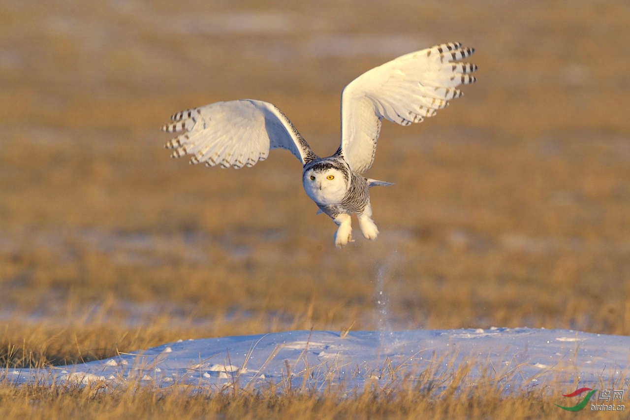 周末愉快--雪鸮捕食 - 猛禽版 鸟网