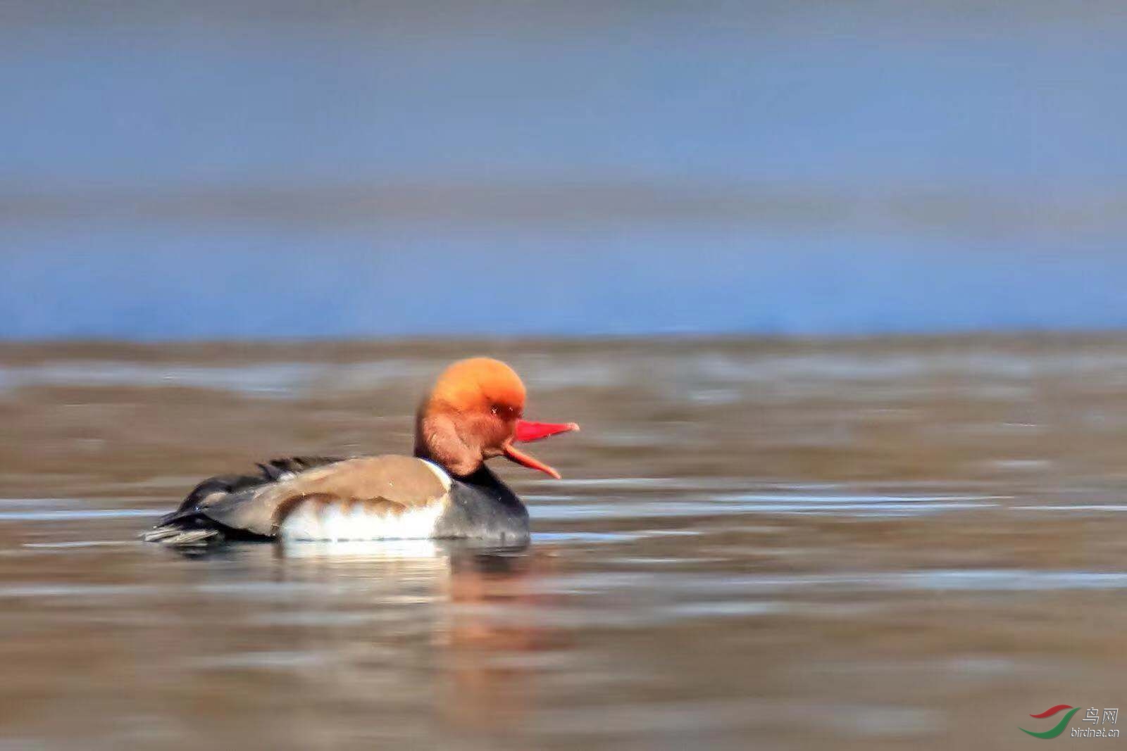 可爱的鸭鸭 - 青海版 qinghai 鸟网