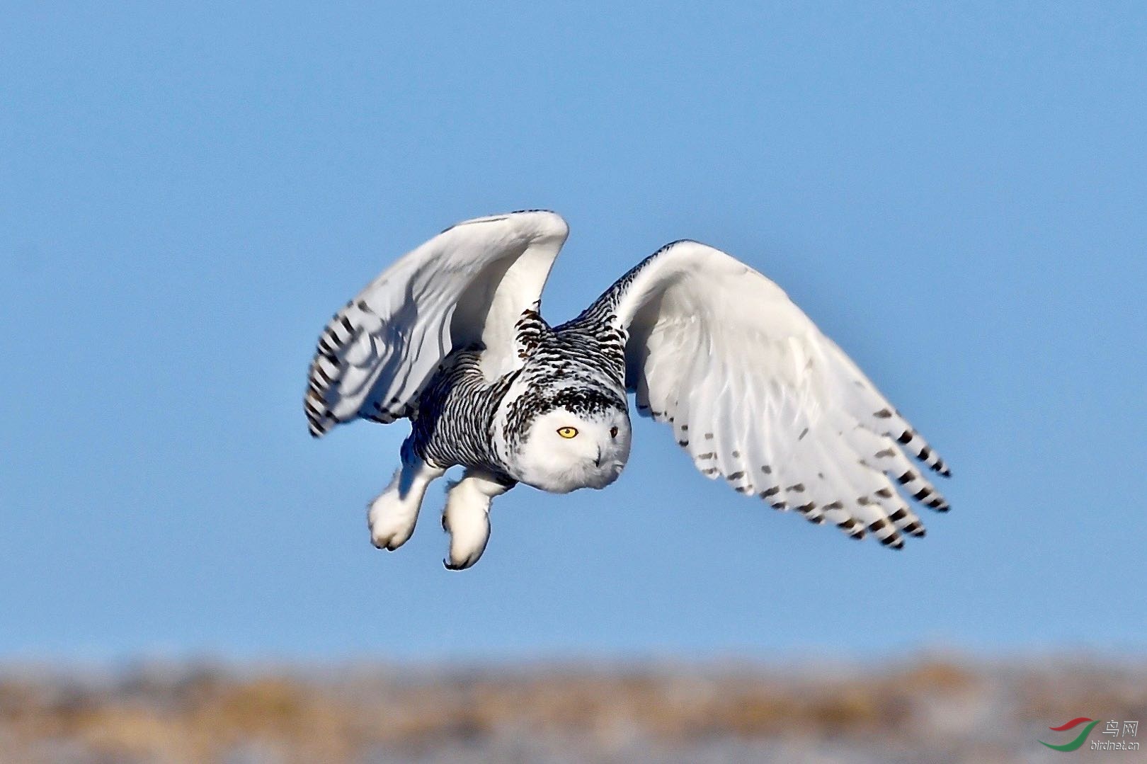 雪鸮一一北极美女