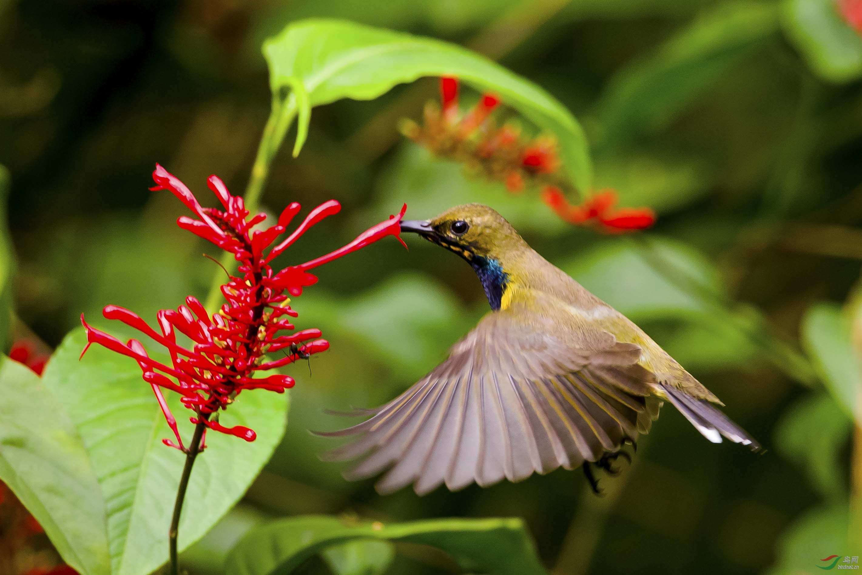 悬停采蜜——黄腹花蜜鸟
