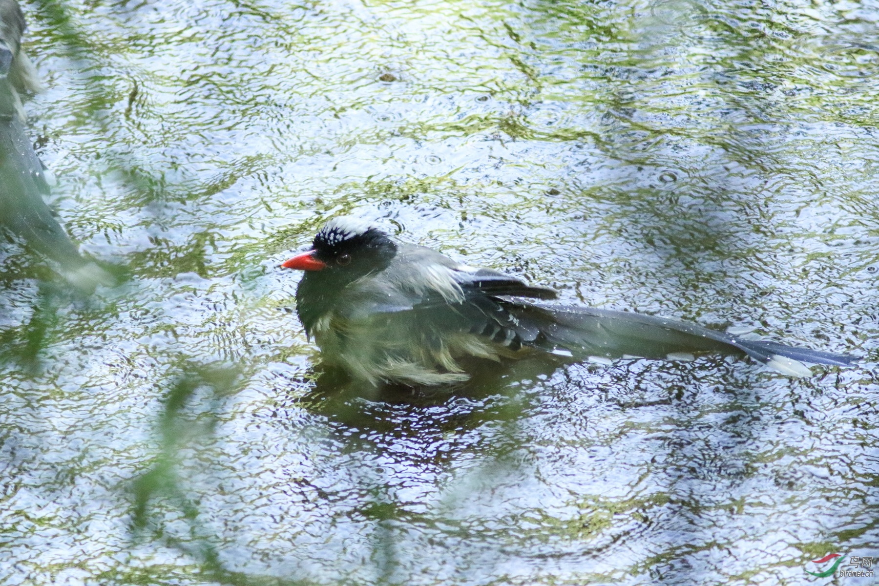 喜鹊洗澡 - 西藏版 xizang 鸟网