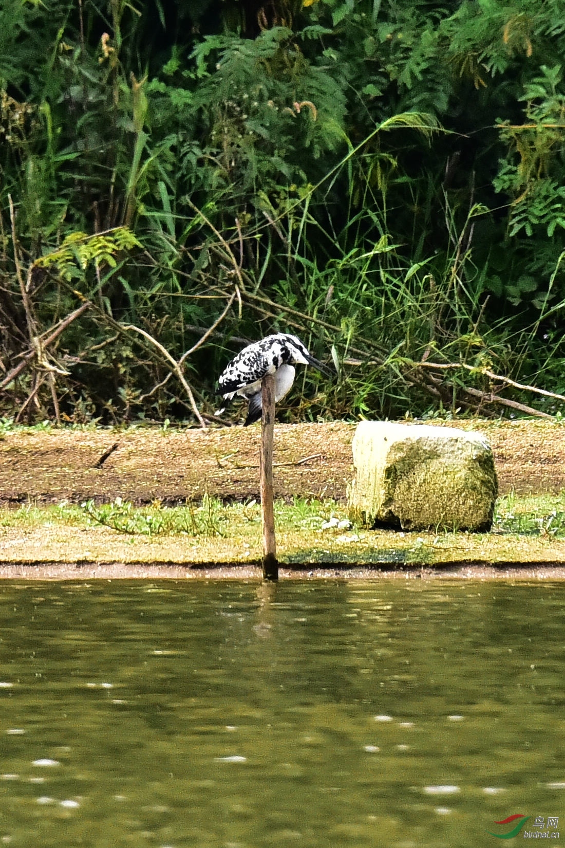 DSC_0593.JPG