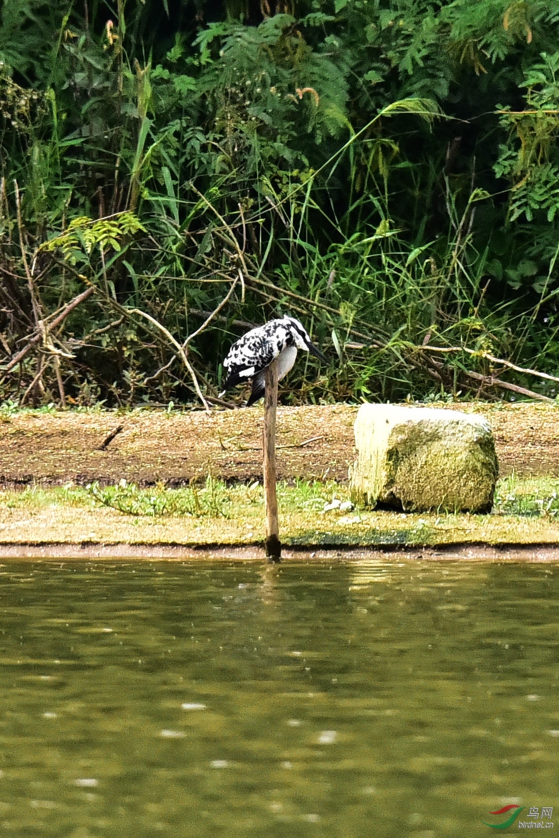 DSC_0594.JPG