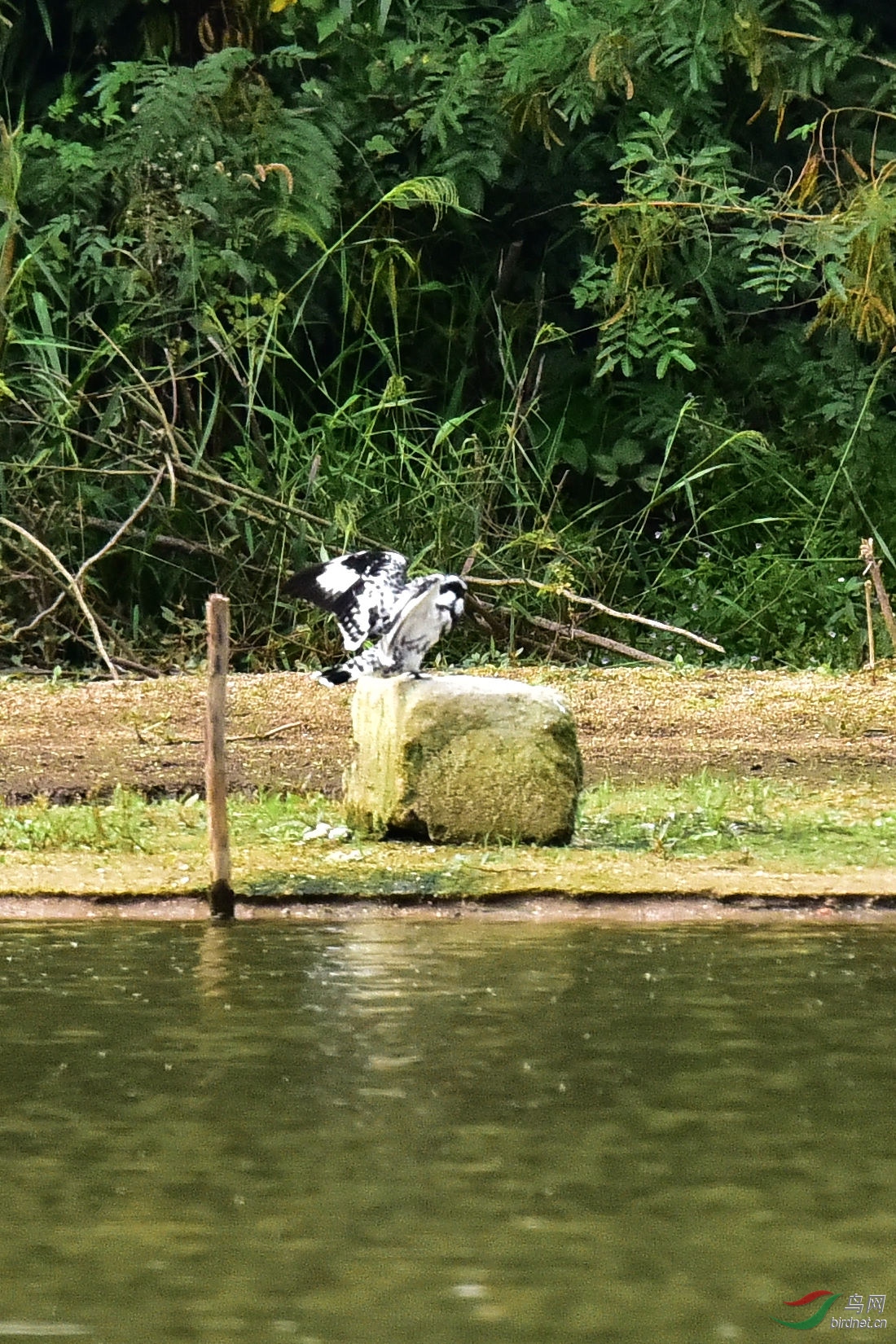 DSC_0597.JPG