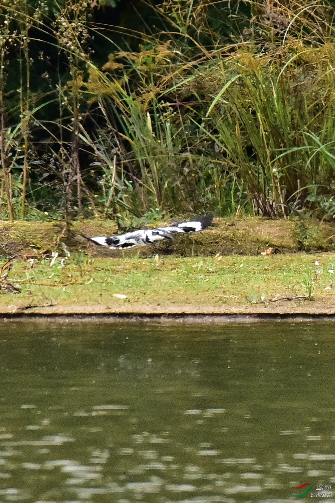 DSC_0601.JPG
