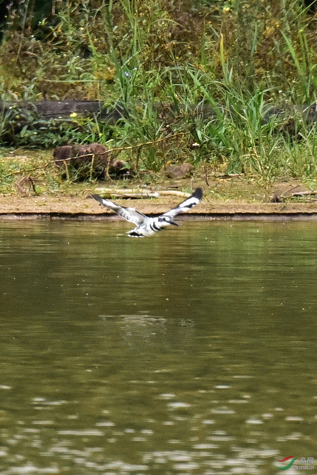 DSC_0603.JPG