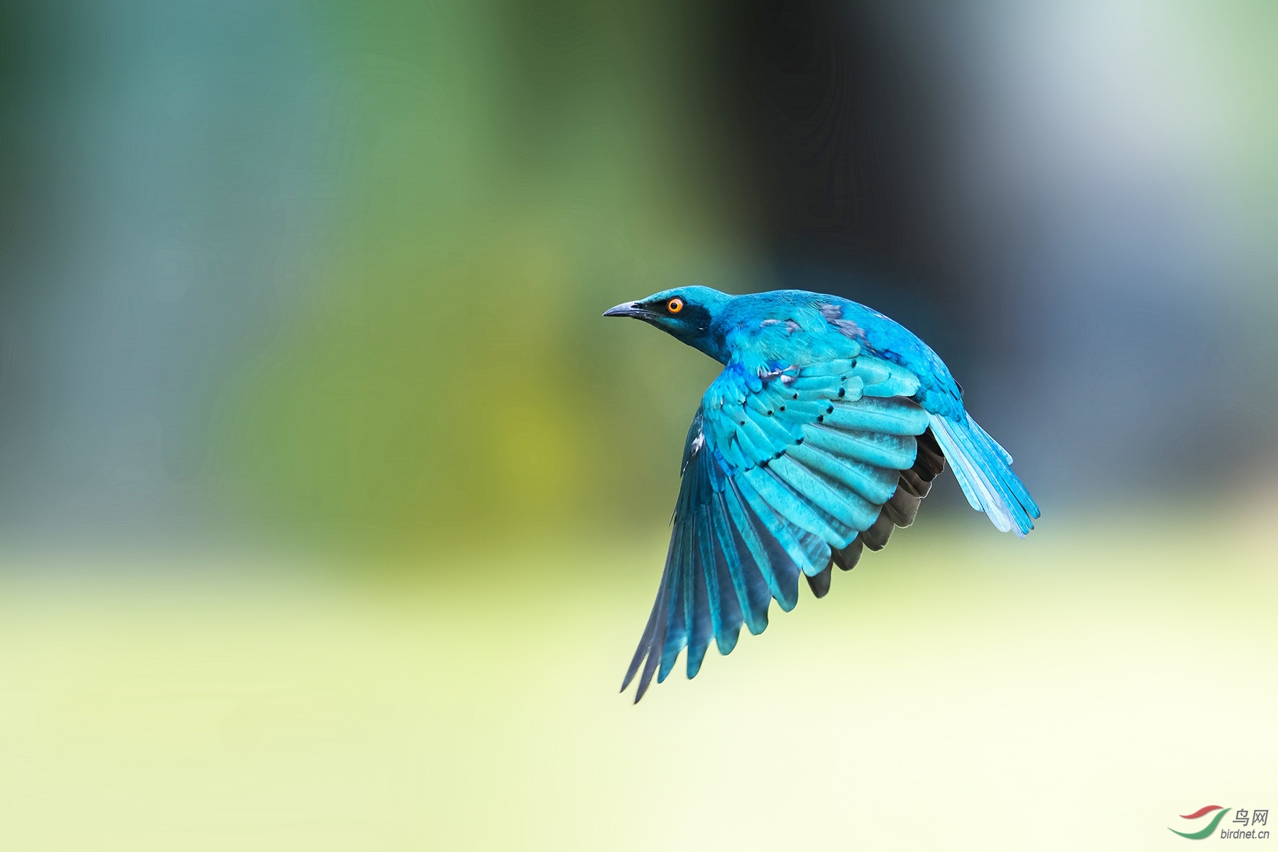 周日问好----蓝耳丽椋鸟