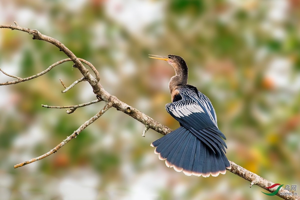 内蒙古版2018年鸟网每日一图,首页精华新里程佳作展示!(连续添加)