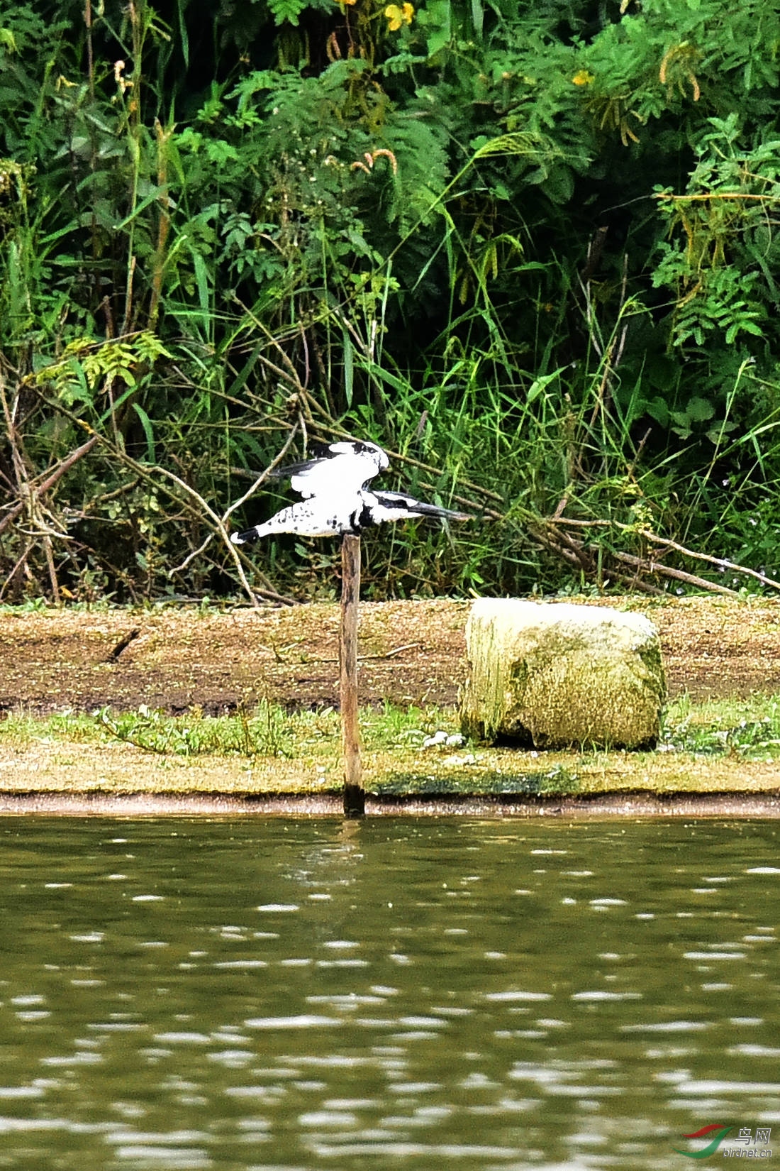 DSC_0618.JPG