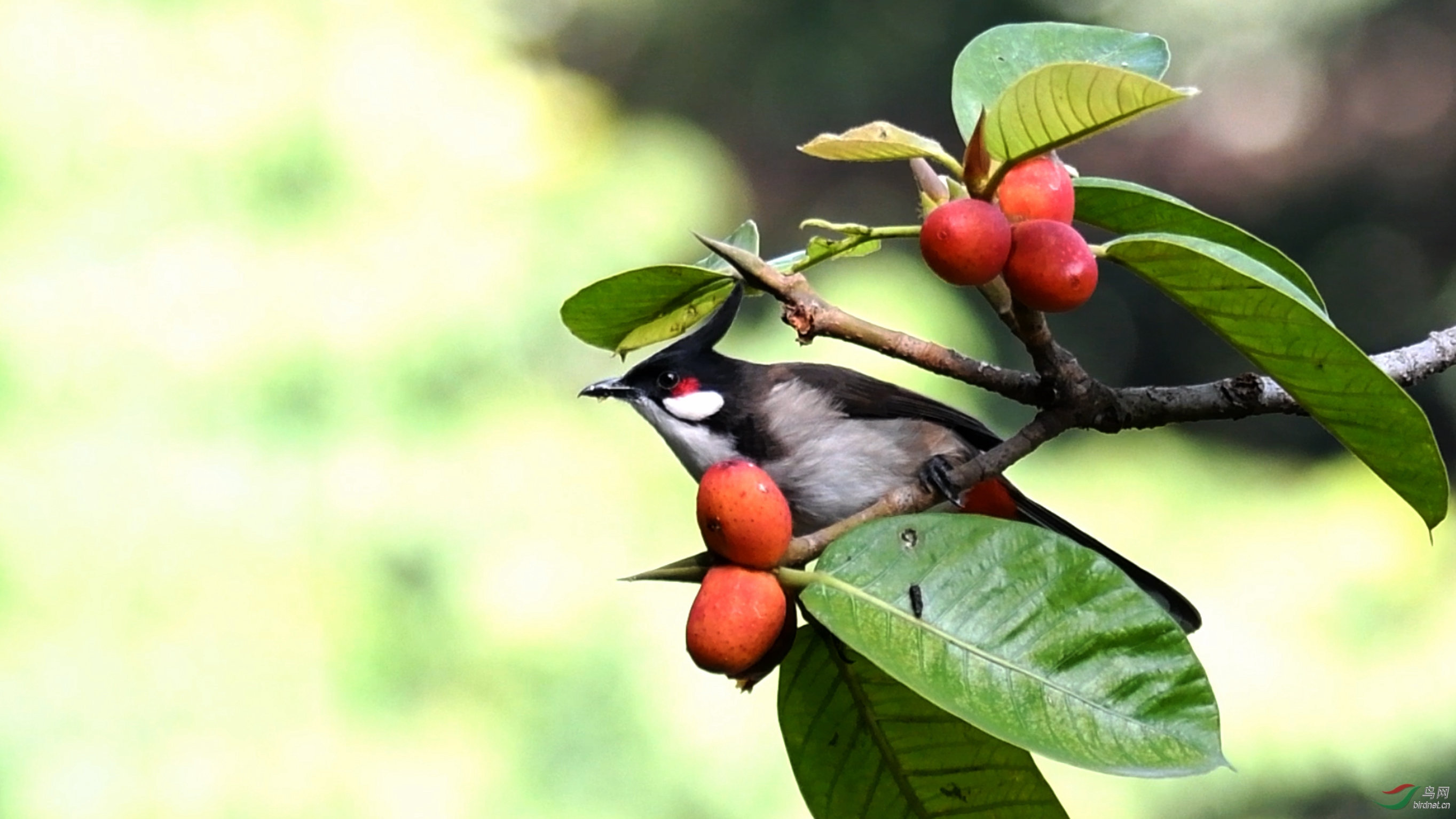 [鸟类] 吃果果----红耳鹎