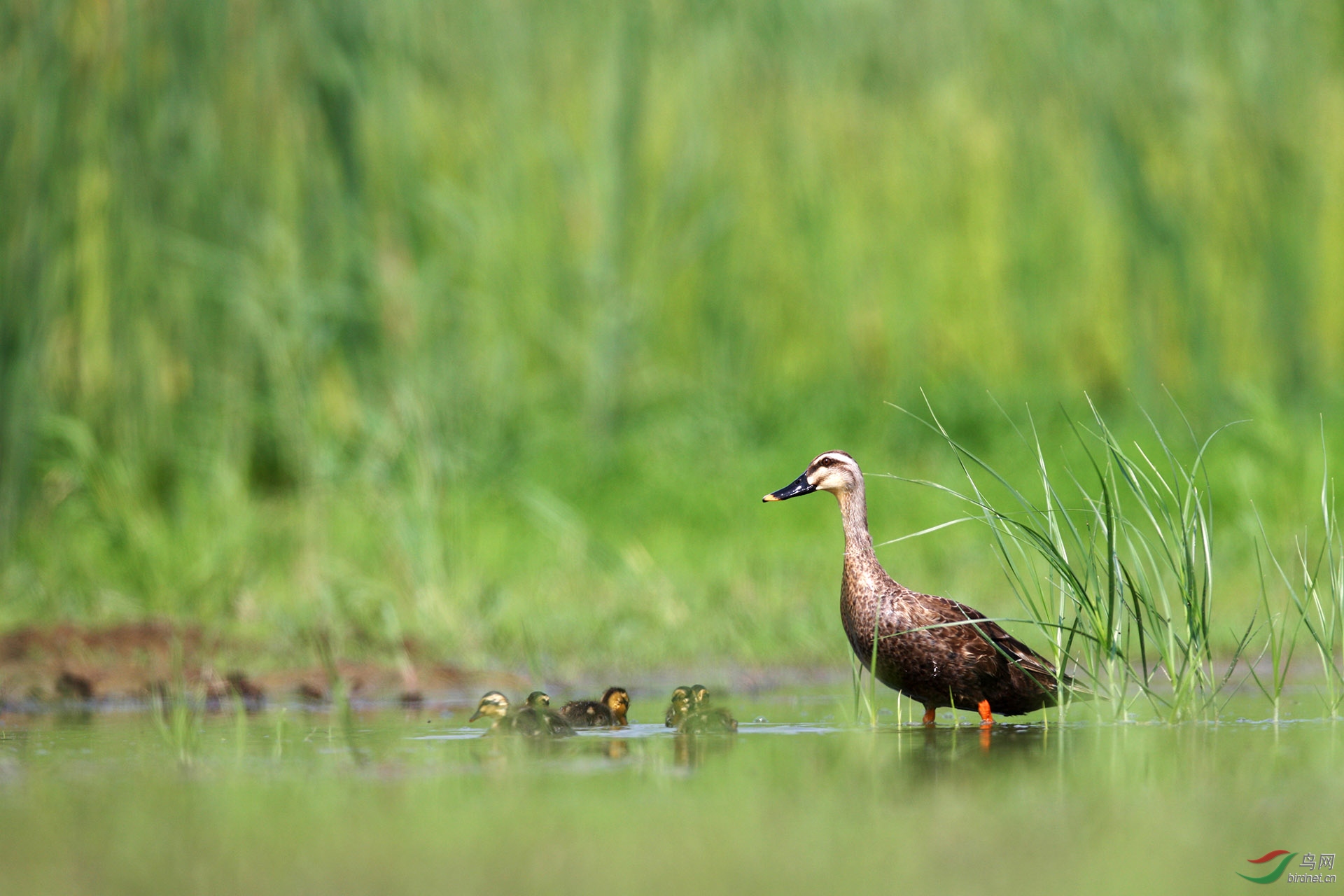 南方湿地常见鸟类图片