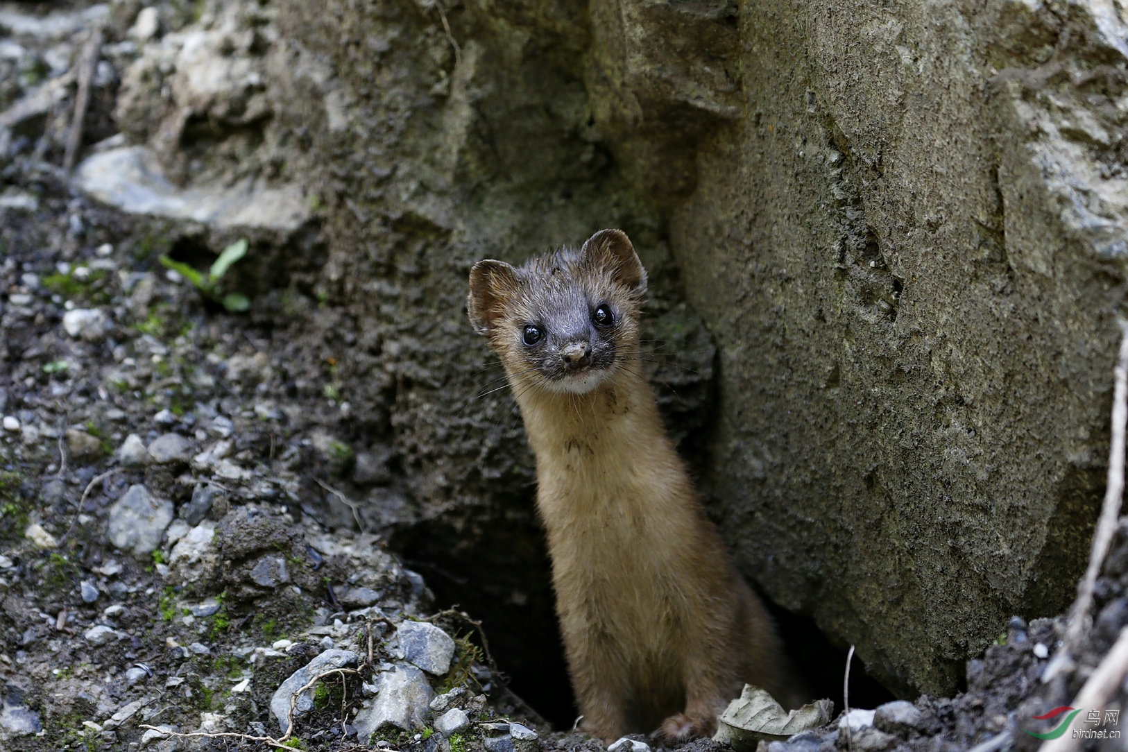 黄大仙 - 四川版 sichuan 鸟网