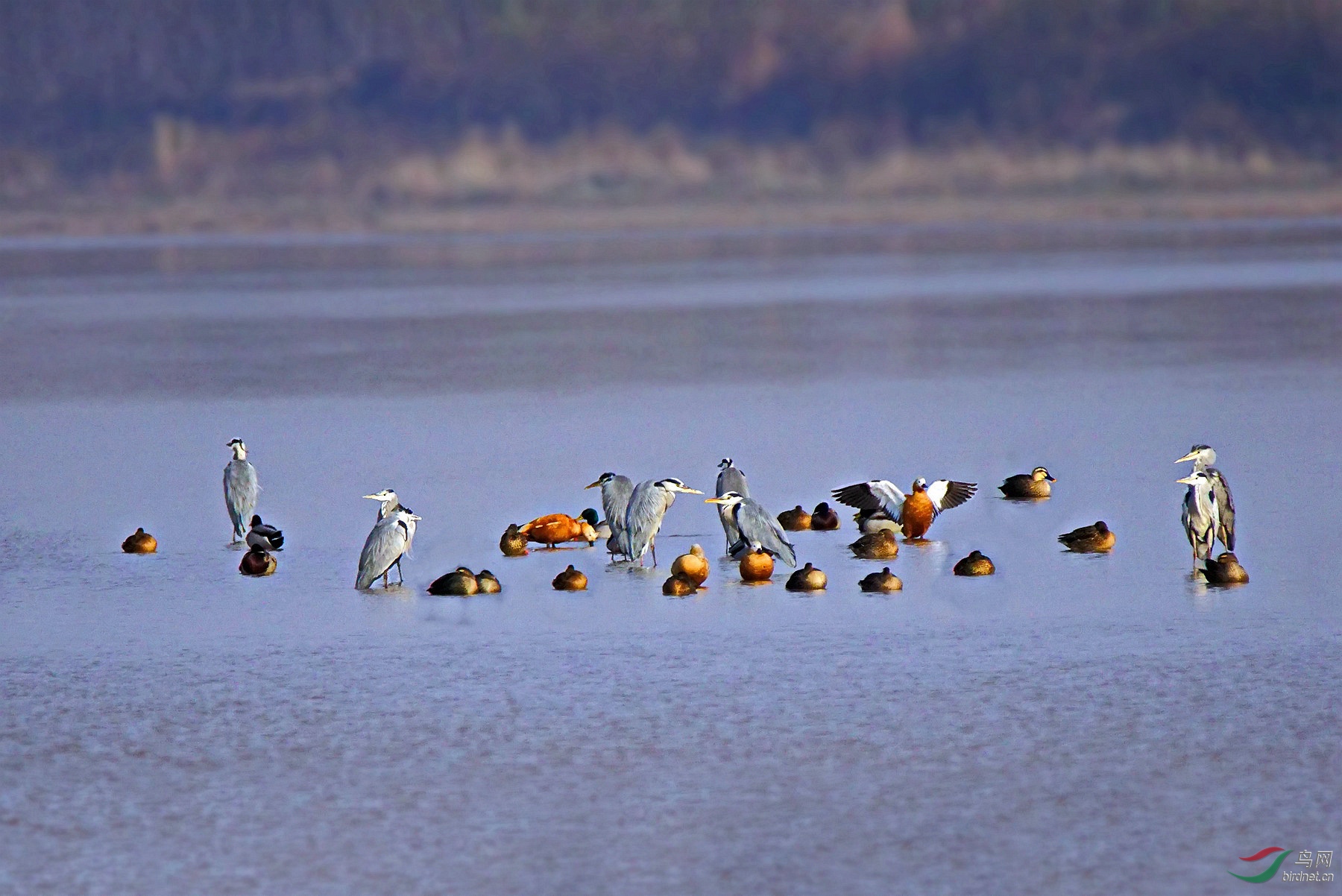 远处有群水鸟