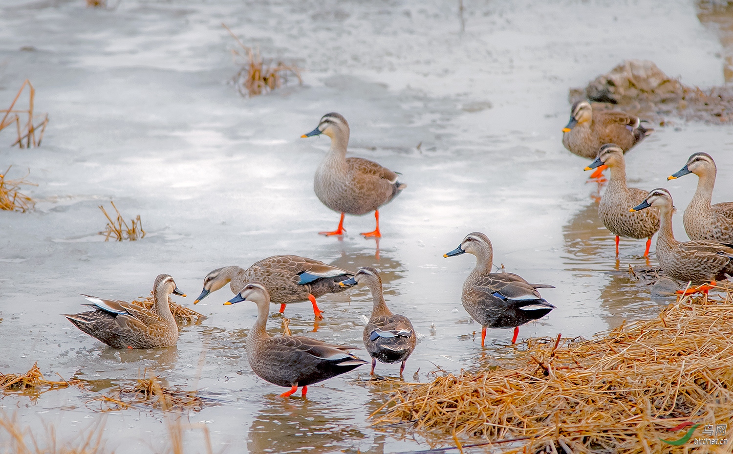 冰河群鸭
