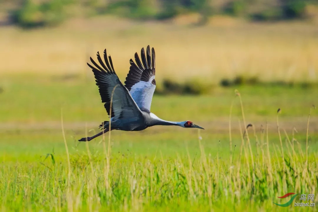 跨越22国的候鸟迁飞区该如何保护