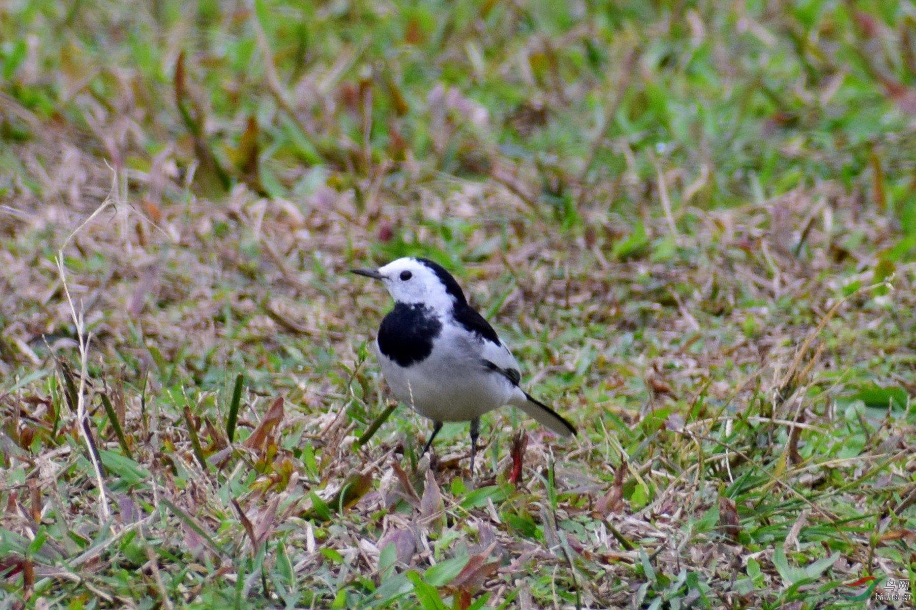 DSC_3567.JPG