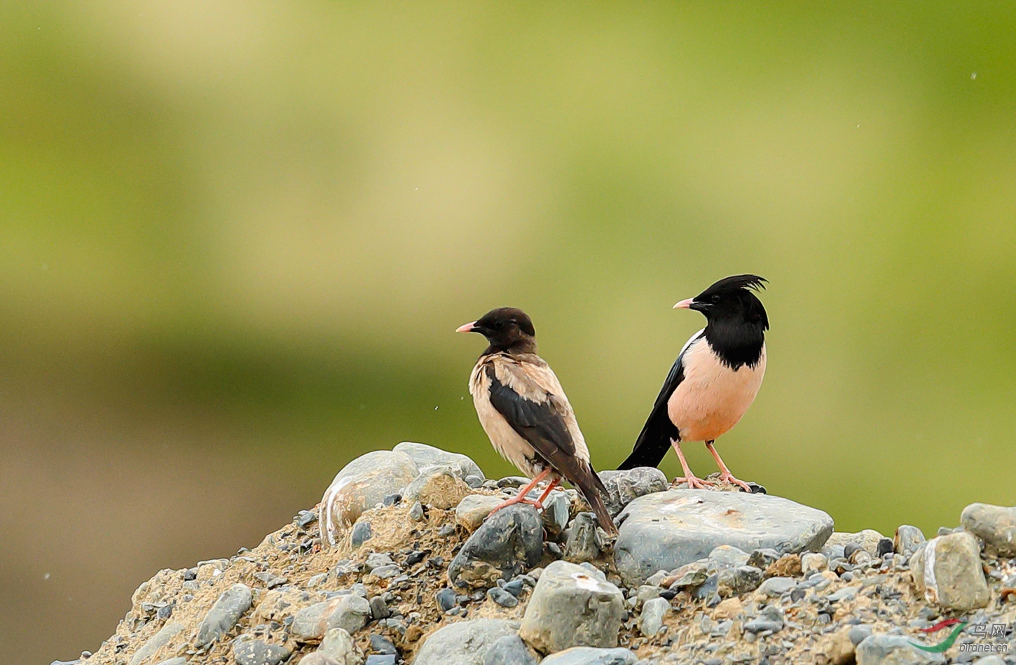 (粉红椋鸟)-一对新夫妻 - 贵州版 guizhou 鸟网
