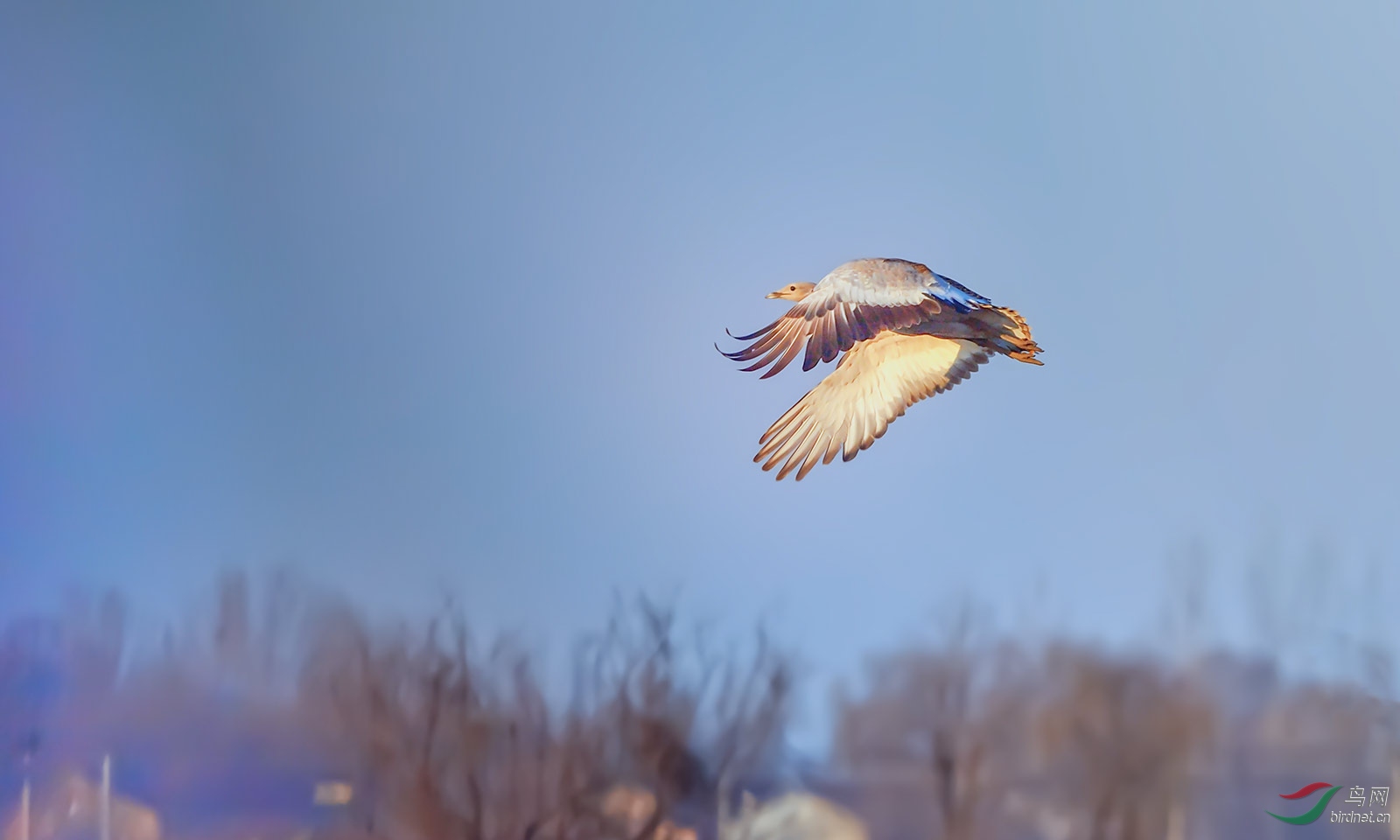 大鸨- 青海版 qinghai 鸟网