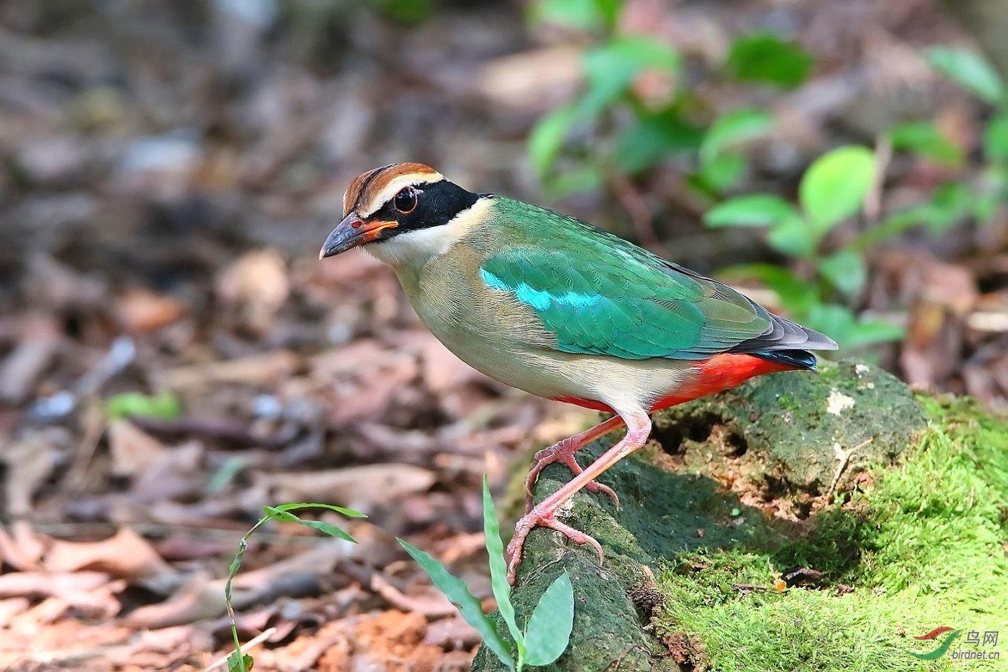 仙八色鸫 - 广西版 guangxi 鸟网