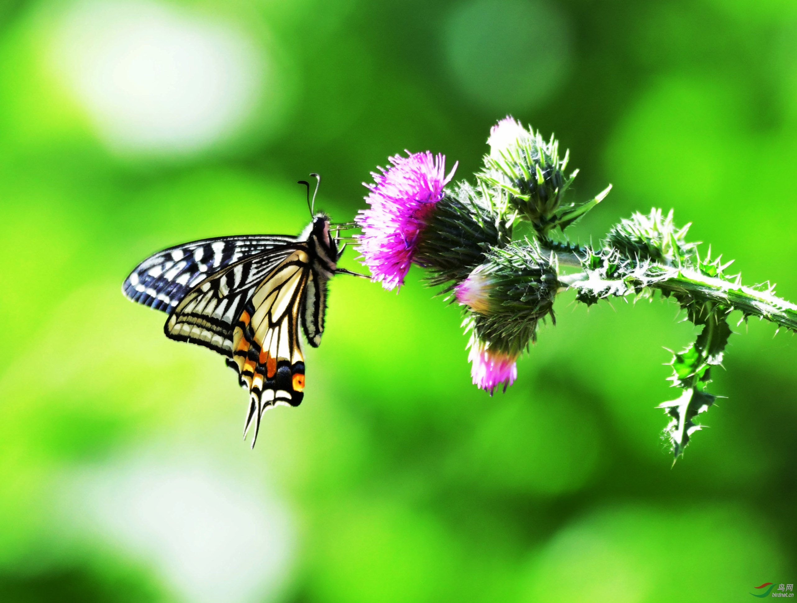 蝴蝶采蜜 - 皇城根拍鸟e族 鸟网