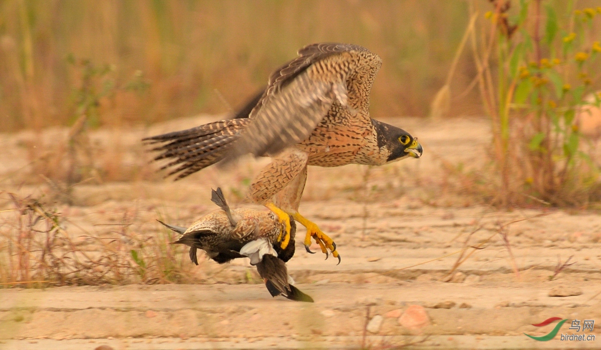 捕猎野鸭的游隼.