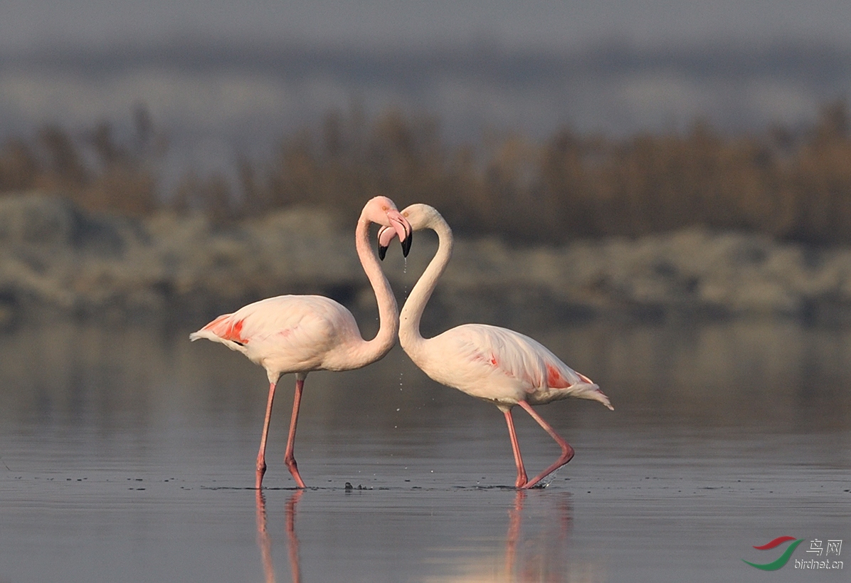 心心相印.火烈鸟
