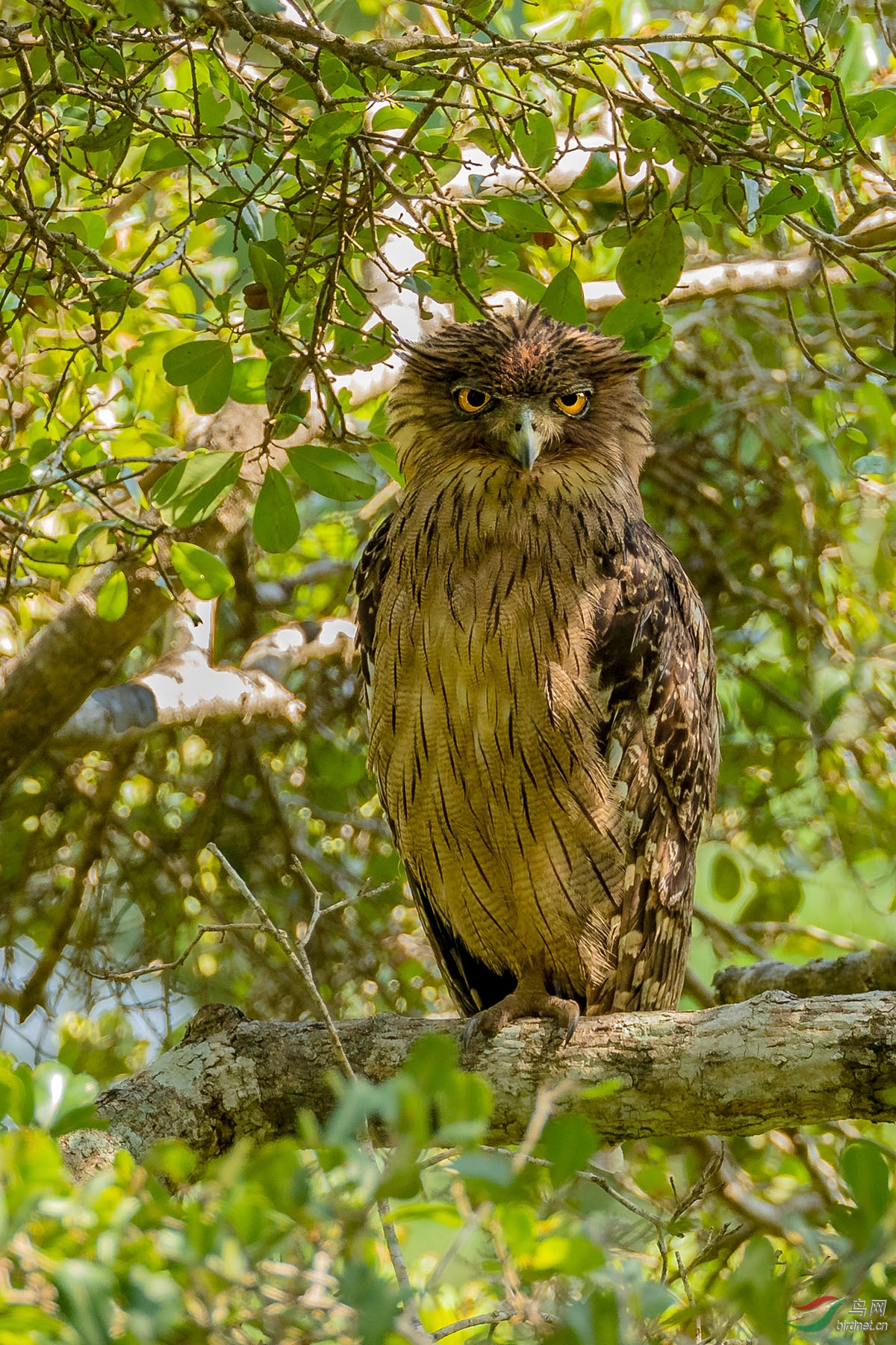 褐鱼鸮 - 重庆版 chongqing 鸟网