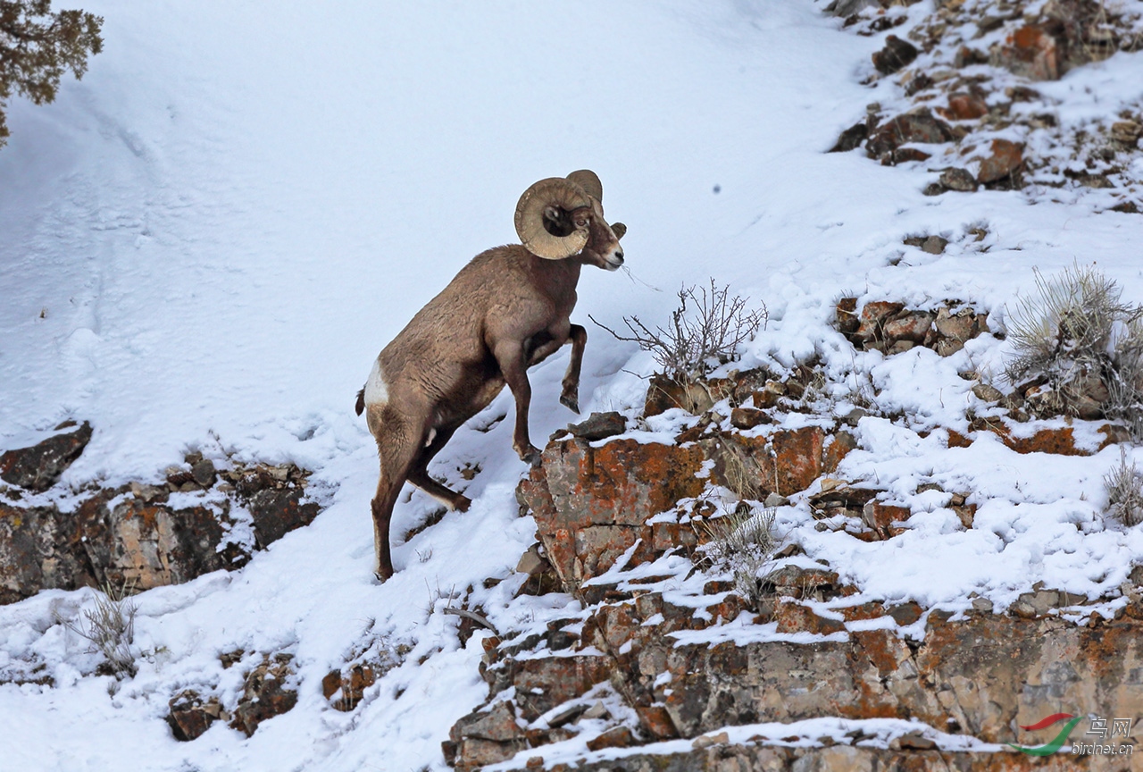 攀岩能手(大角盘羊)