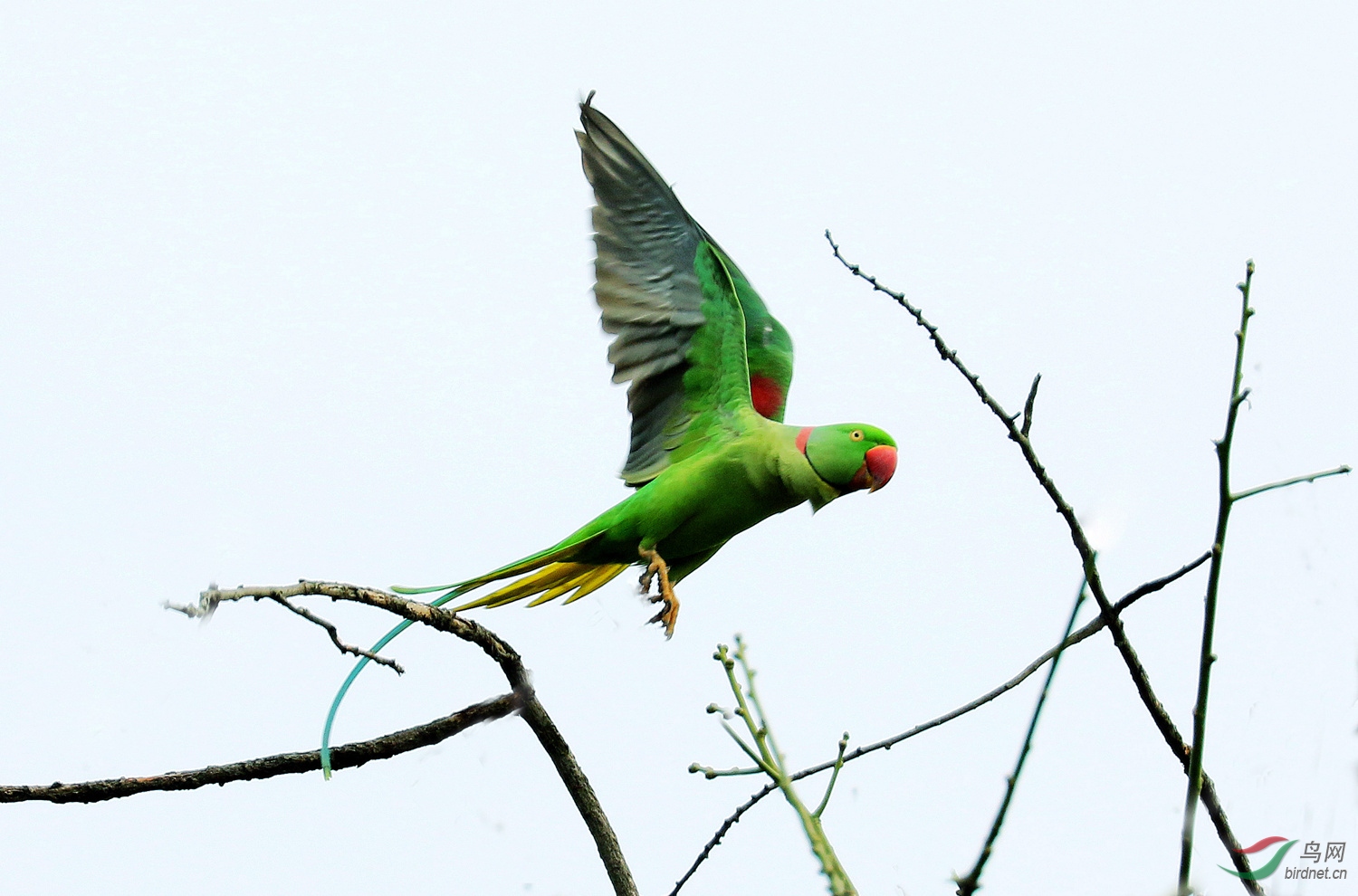 飞掠树尖(亚历山大鹦鹉)
