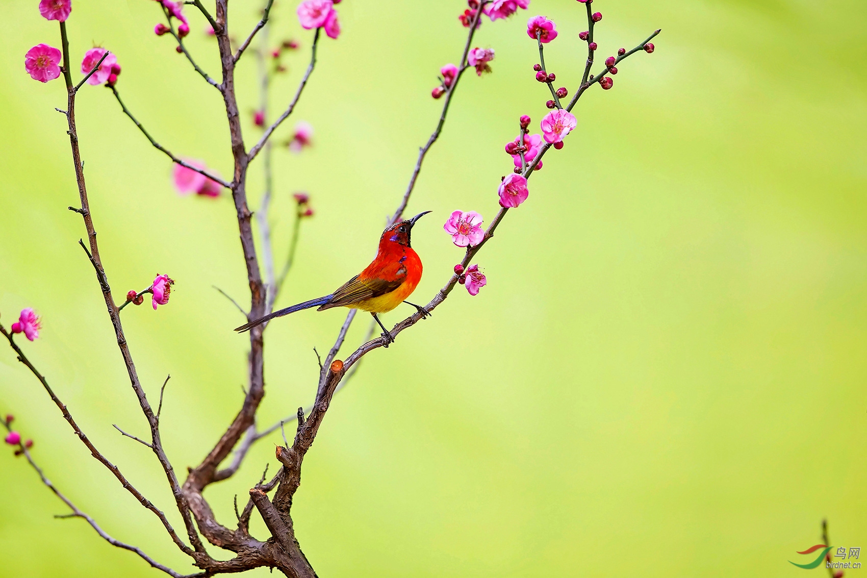 梅花上的太阳鸟