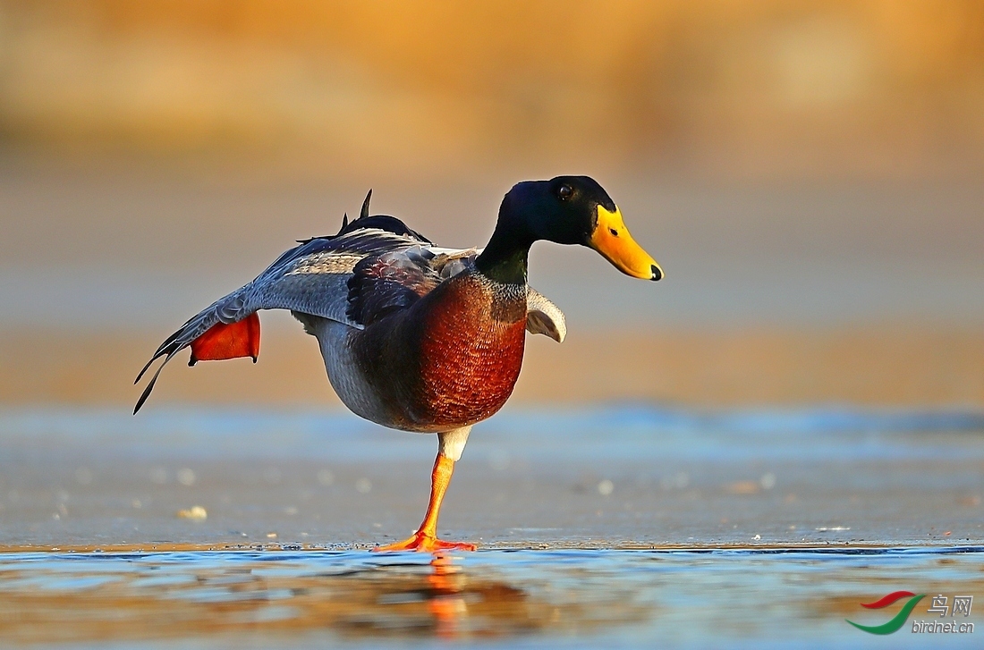 鸭鸭做瑜伽!(祝贺荣获首页鸟类精华)