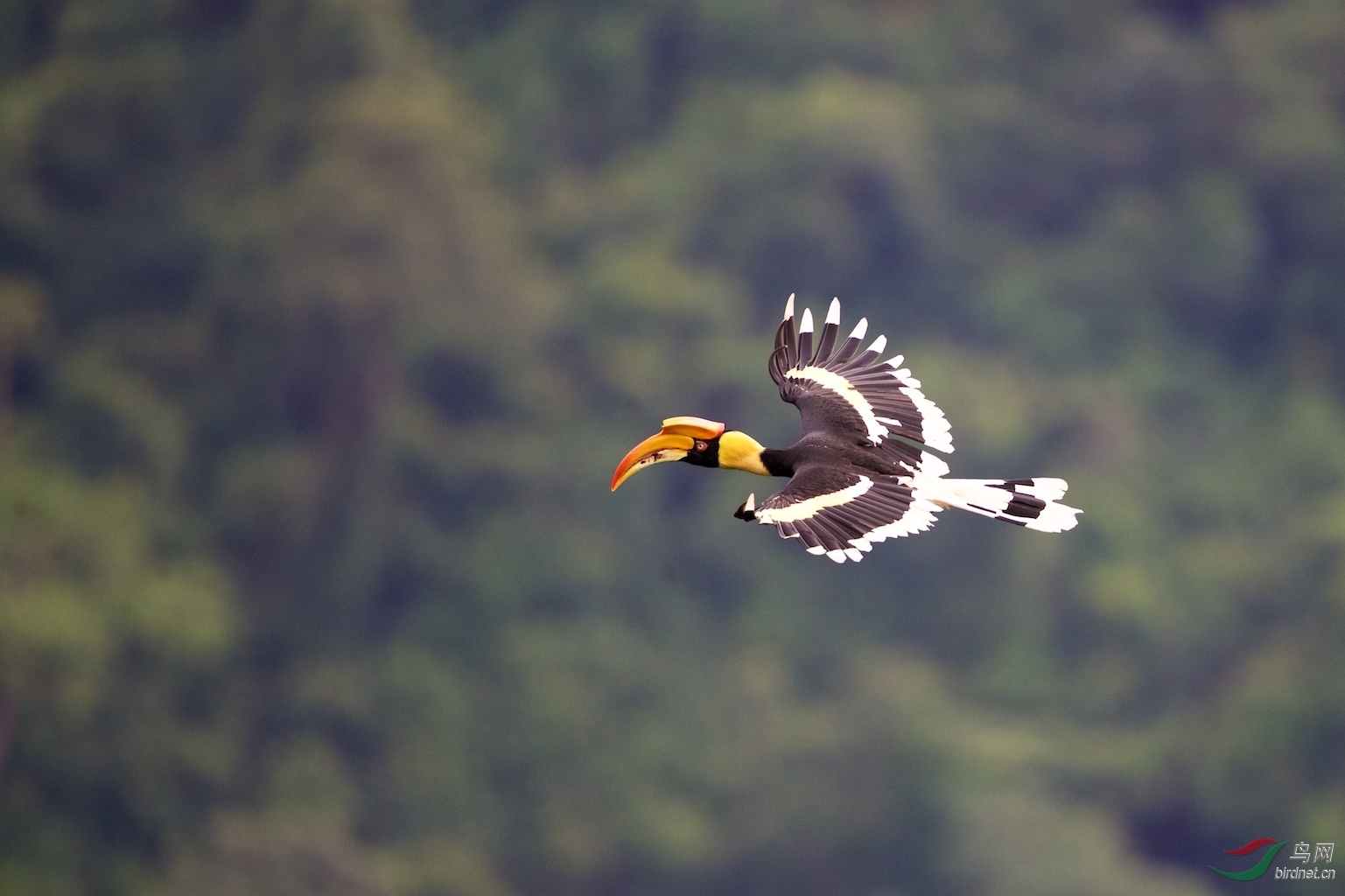 飞向美好的2019～双角犀鸟  祝福中国鸟网美满2018!展望2019!