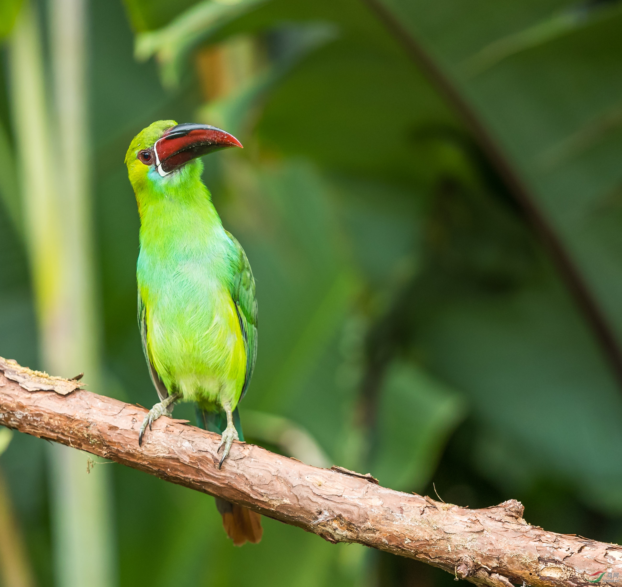 好奇——绯腰巨嘴鸟