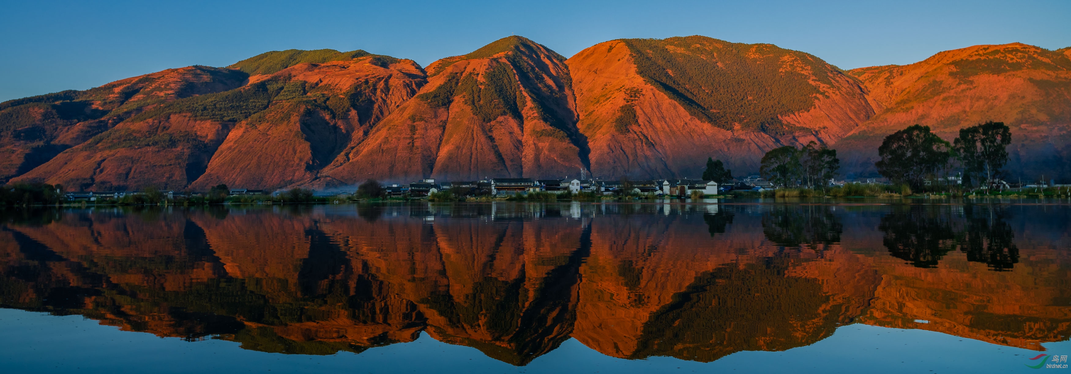 云南大理洱源西湖,是水雉,紫水鸡,翠鸟的栖息地.