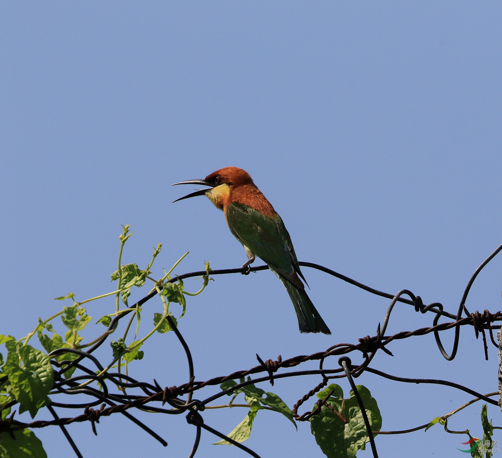 栗头蜂虎 - 吉林版 jilin 鸟网