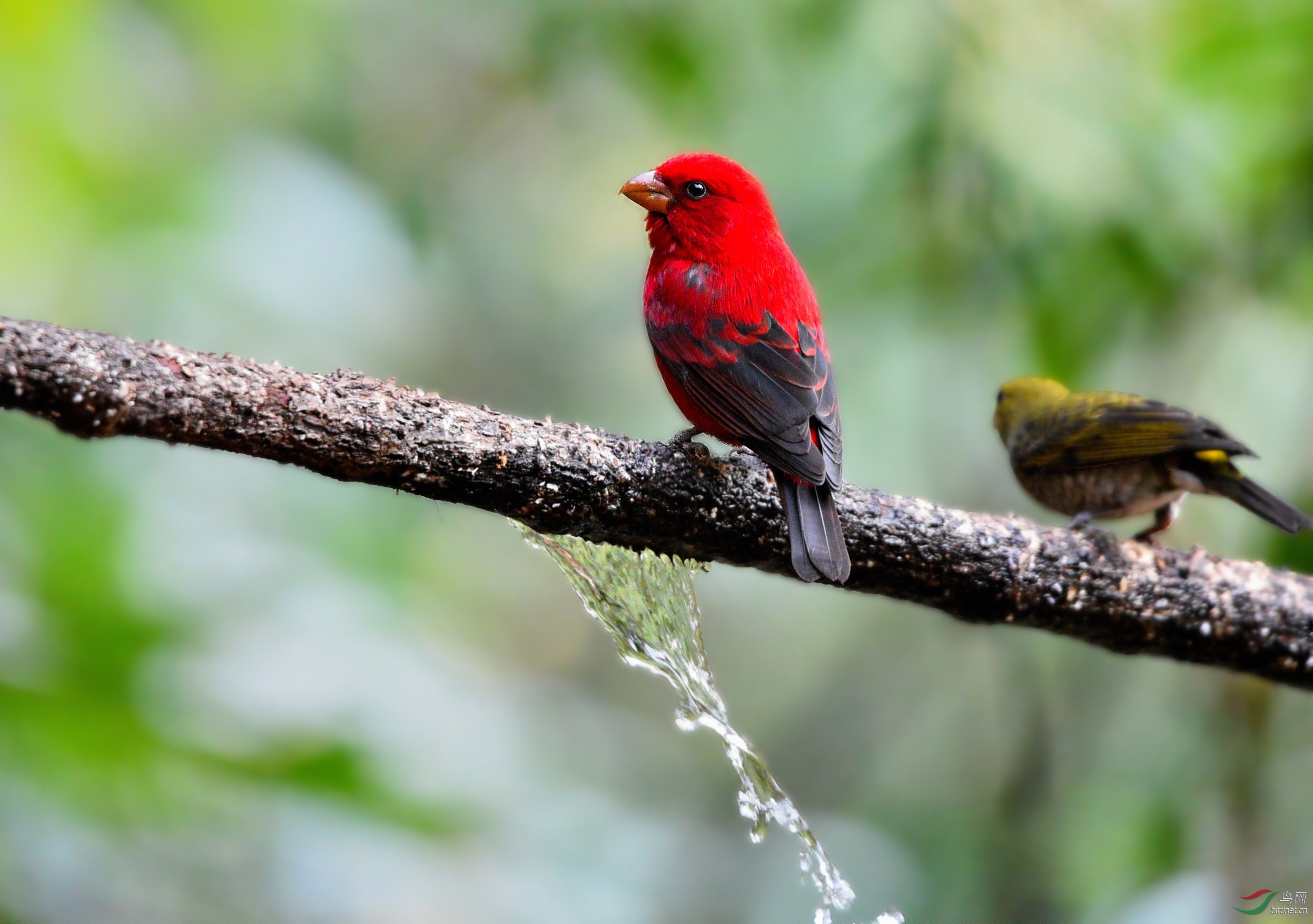 热烈欢迎新版主血雀
