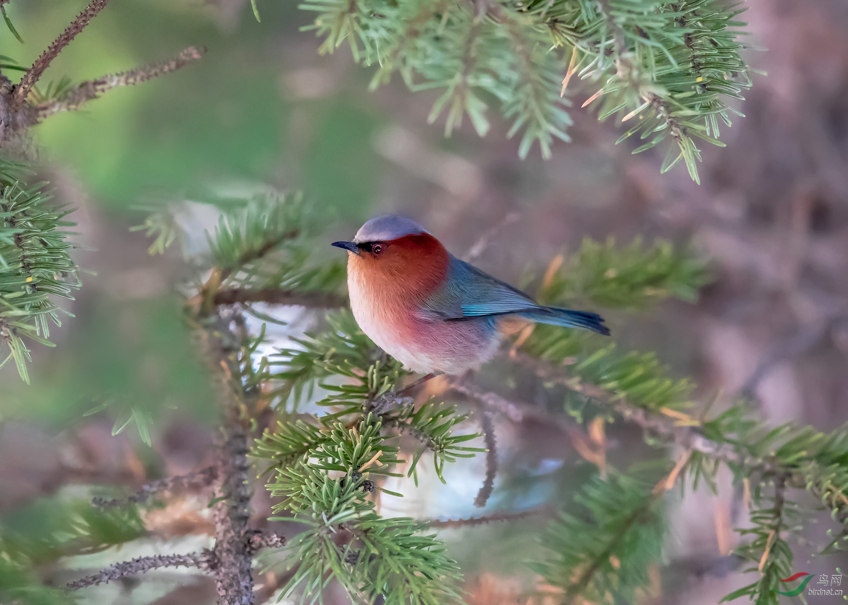 凤头雀莺【贺获鸟类精华】