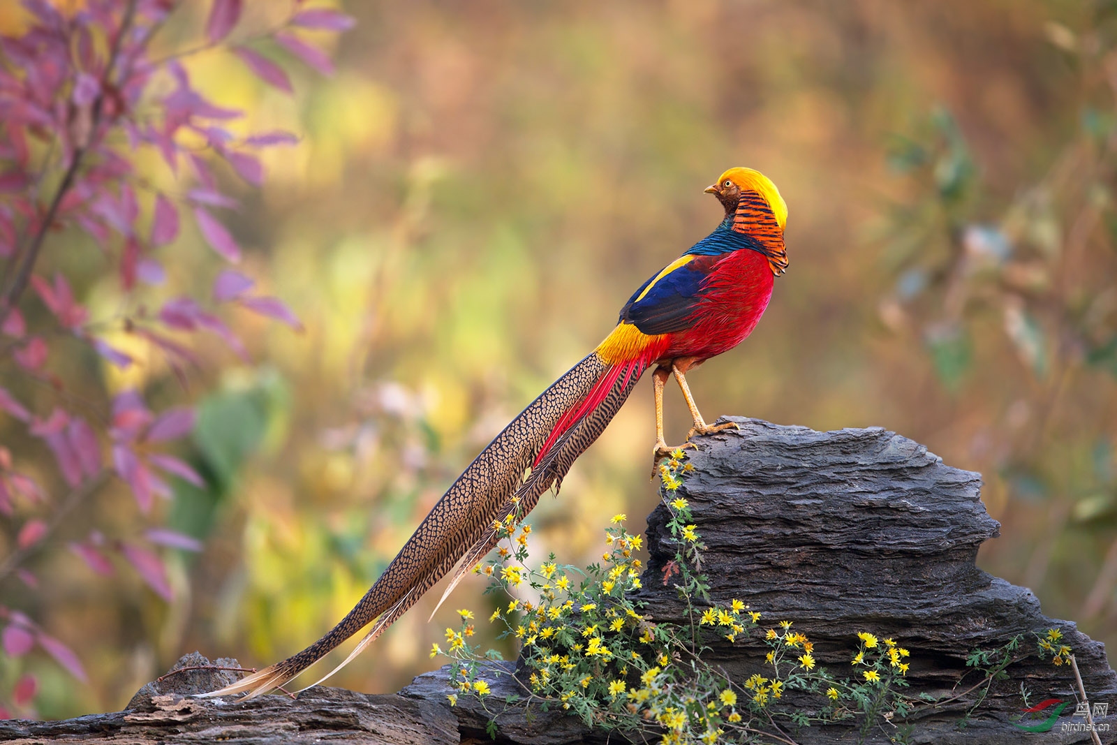 热烈祝贺天中老鱼老师荣任北京版版主!
