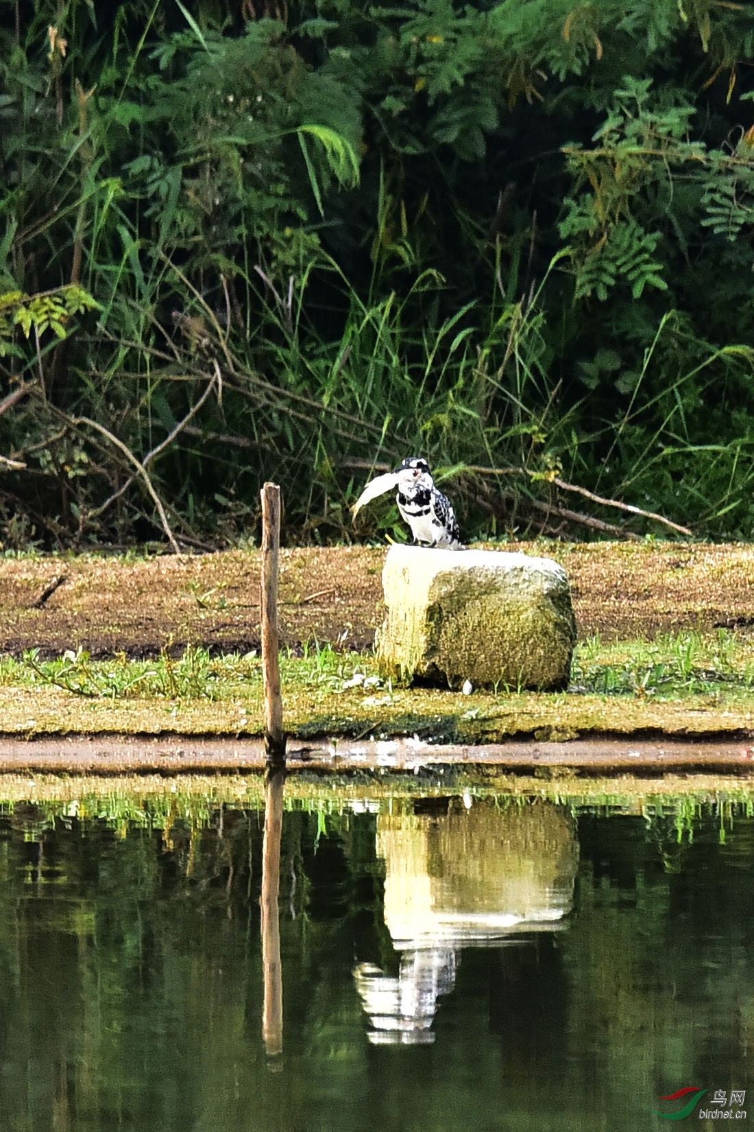 DSC_0703.JPG