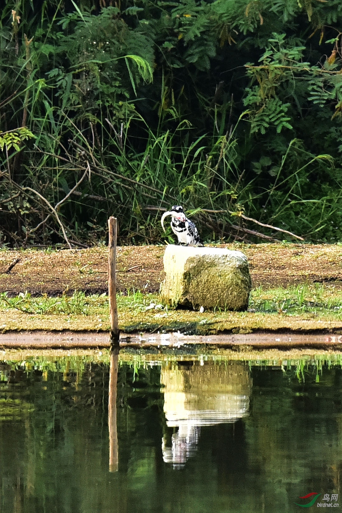 DSC_0706.JPG